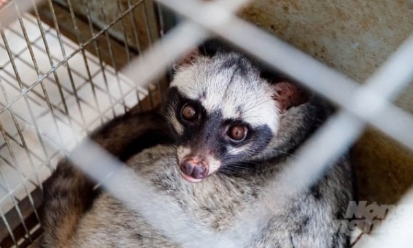 Raising specialty animals, a potential niche market [Article 3]: Raising civet on biological bedding